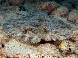 Peacock Flounder, Aguadilla by Abimael Márquez 
